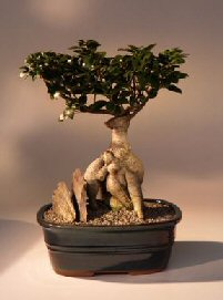 Ginseng Ficus Bonsai Tree<br><i>(ficus retusa)</i>