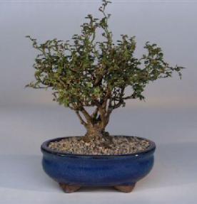 Mini Red Rose Bonsai Tree<br>Tiny Red