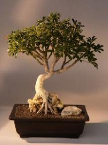 Hawaiian Umbrella Bonsai Tree - Roots Growing Over Rock<br><i>(arboricola schefflera)</i>.