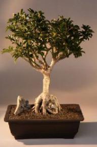 Hawaiian Umbrella Bonsai Tree - Roots Growing Over Rock<br><i>(arboricola schefflera)</i>.