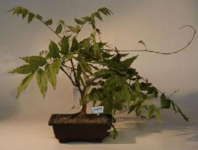 Japanese Wisteria Bonsai Tree<br><i>(wisteria floribunda)</i>