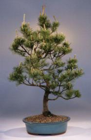 Japanese Five Needle Pine Bonsai Tree<br><i>(pinus parvifolia)</i>