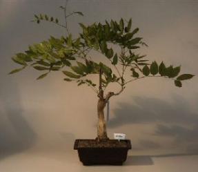 Japanese Wisteria Bonsai Tree<br><i>(wisteria floribunda)</i>