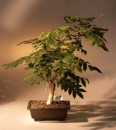 Japanese Wisteria Bonsai Tree<br><i>(wisteria floribunda)</i>