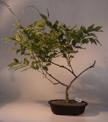 Japanese Wisteria Bonsai Tree<br><i>(wisteria floribunda)</i>