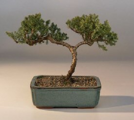 Juniper Bonsai Tree - Trained<br><i>(juniper procumbens nana)</i>