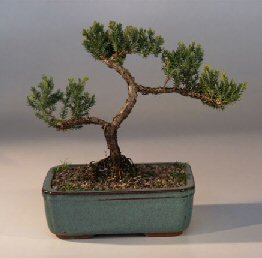 Juniper Bonsai Tree - Trained<br><i>(juniper procumbens nana)</i>