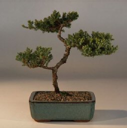 Juniper Bonsai Tree - Trained<br><i>(juniper procumbens nana)</i>