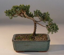 Juniper Bonsai Tree - Trained<br><i>(juniper procumbens nana)</i>