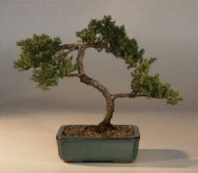 Juniper Bonsai Tree - Trained<br><i>(juniper procumbens nana)</i>