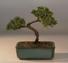 Juniper Bonsai Tree - Trained<br><i>(juniper procumbens nana)</i>