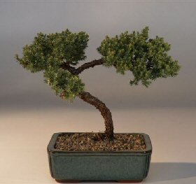 Juniper Bonsai Tree - Trained<br><i>(juniper procumbens nana)</i>