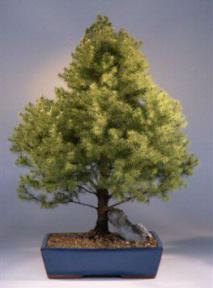 Alberta Spruce Bonsai Tree<br><i>(picea glauca conica)</i>