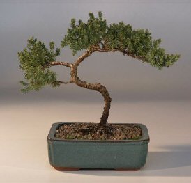 Juniper Bonsai Tree - Trained<br><i>(juniper procumbens nana)</i>