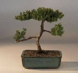 Juniper Bonsai Tree - Trained<br><i>(juniper procumbens nana)</i>