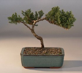 Juniper Bonsai Tree - Trained<br><i>(juniper procumbens nana)</i>