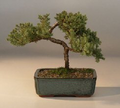 Juniper Bonsai Tree - Trained<br><i>(juniper procumbens nana)</i>