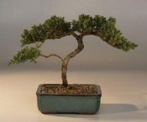 Juniper Bonsai Tree - Trained<br><i>(juniper procumbens nana)</i>