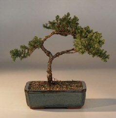 Juniper Bonsai Tree - Trained<br><i>(juniper procumbens nana)</i>