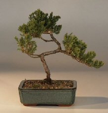 Juniper Bonsai Tree - Trained<br><i>(juniper procumbens nana)</i>