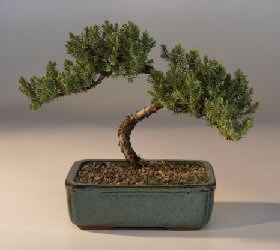 Juniper Bonsai Tree - Trained<br><i>(juniper procumbens nana)</i>