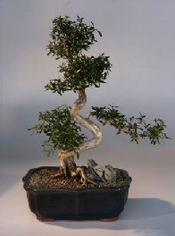 Chinese Flowering White Serissa - Bonsai Tree of a Thousand Stars<br>(serissa japonica)