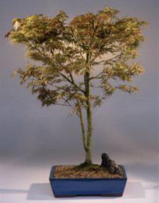 Japanese Maple Bonsai Tree<br><i>(acer palmatum 'kamagata')</i>