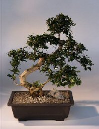 Fukien Tea  Bonsai Tree <br><i>(ehretia microphylla)</i>