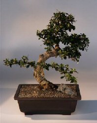 Fukien Tea  Bonsai Tree <br><i>(ehretia microphylla)</i>