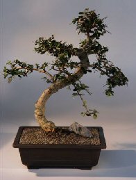 Fukien Tea  Bonsai Tree <br><i>(ehretia microphylla)</i>