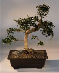 Fukien Tea  Bonsai Tree <br><i>(ehretia microphylla)</i>