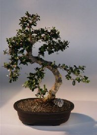 Fukien Tea  Bonsai Tree <br><i>(ehretia microphylla)</i>