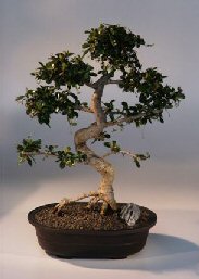 Fukien Tea  Bonsai Tree <br><i>(ehretia microphylla)</i>