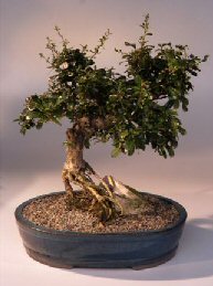 Fukien Tea  Bonsai Tree <br><i>(ehretia microphylla)</i>