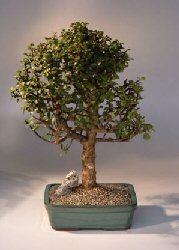 Baby Jade  Bonsai Tree<br><i>(Portulacaria Afra)</i>