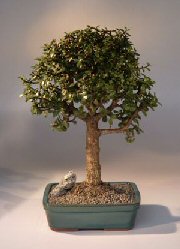 Baby Jade  Bonsai Tree<br><i>(Portulacaria Afra)</i>