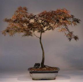 Japanese Laceleaf Maple Bonsai Tree<br><i>(acer palmatum 'laceleaf')</i>