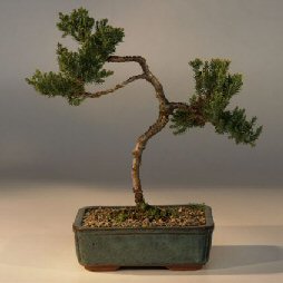 Juniper Bonsai Tree - Trained<br><i>(juniper procumbens nana)</i>