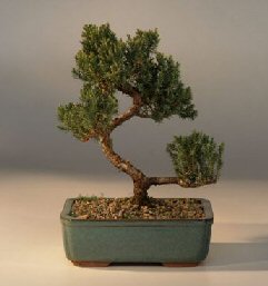 Juniper Bonsai Tree - Trained<br><i>(juniper procumbens nana)</i>