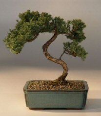 Juniper Bonsai Tree - Trained<br><i>(juniper procumbens nana)</i>