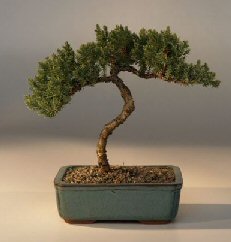 Juniper Bonsai Tree - Trained<br><i>(juniper procumbens nana)</i>