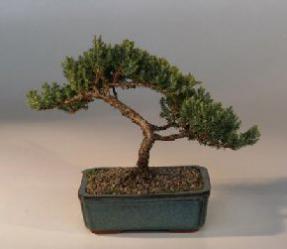 Juniper Bonsai Tree - Trained<br><i>(juniper procumbens nana)</i>