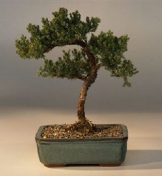 Juniper Bonsai Tree - Trained<br><i>(juniper procumbens nana)</i>