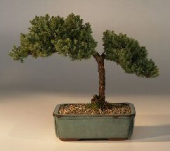 Juniper Bonsai Tree - Trained<br><i>(juniper procumbens nana)</i>