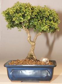 Japanese Kingsville Boxwood Bonsai Tree<br><i>(buxus microphylla 'compacta')</i>