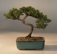 Juniper Bonsai Tree - Trained<br><i>(juniper procumbens nana)</i>