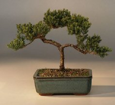 Juniper Bonsai Tree - Trained<br><i>(juniper procumbens nana)</i>