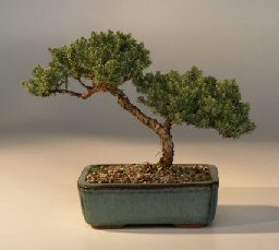 Juniper Bonsai Tree - Trained<br><i>(juniper procumbens nana)</i>