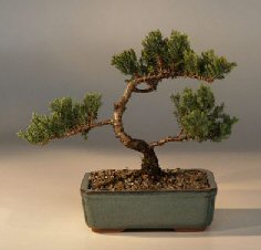 Juniper Bonsai Tree - Trained<br><i>(juniper procumbens nana)</i>