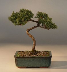 Juniper Bonsai Tree - Trained<br><i>(juniper procumbens nana)</i>